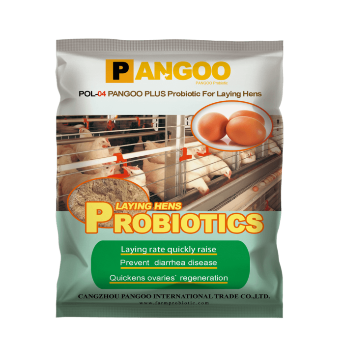 Probiotics for raising laying hens