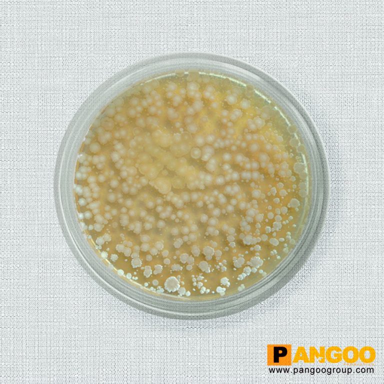 View of Probiotics in Pigs: Enhancing Gut Health and Performance in Swine ...