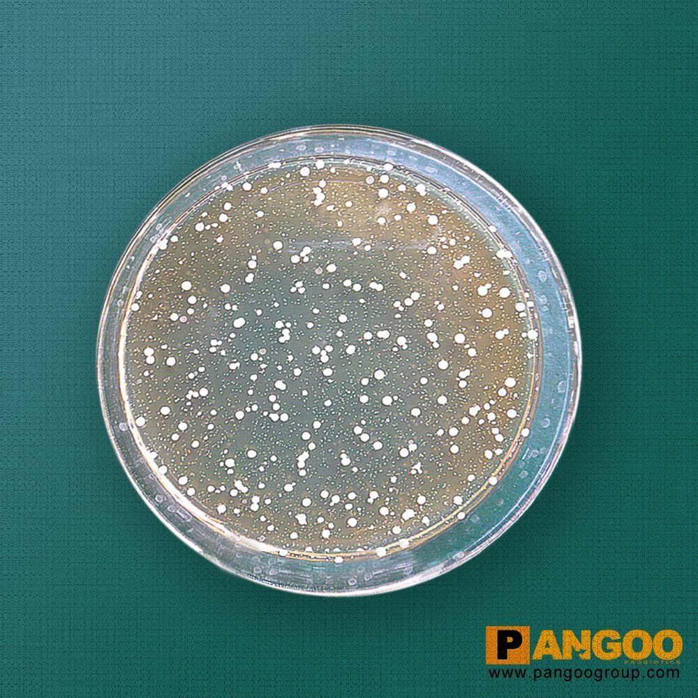 Bacillus Licheniformis Good Quality Reasonable Price Pangoo