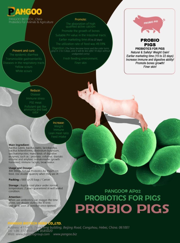 Probiotics in Pigs: Enhancing Gut Health and Performance in Swine ... - Fermented Good Bacteria For Guinea Pigs