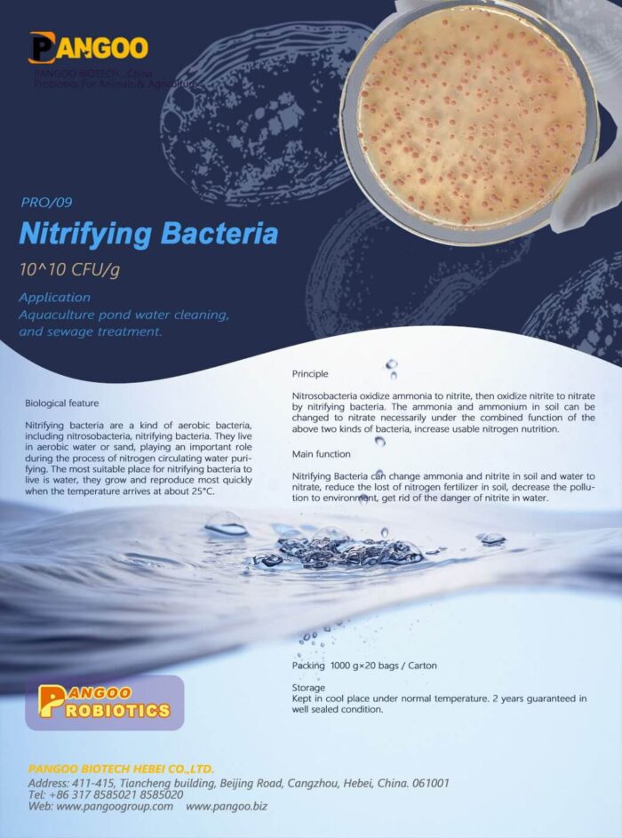 Nitrifying Bacteria